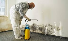 Best Black Mold Removal  in Estancia, NM