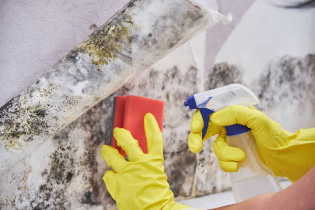 Why You Should Choose Our Mold Remediation Services in Estancia, NM